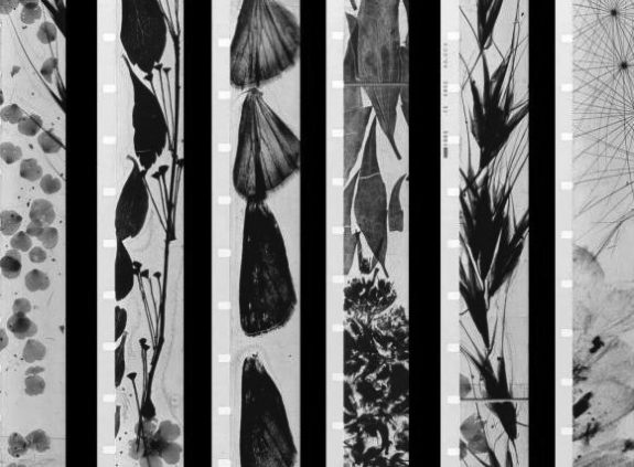 mothlight-1963-001-still-brakhage