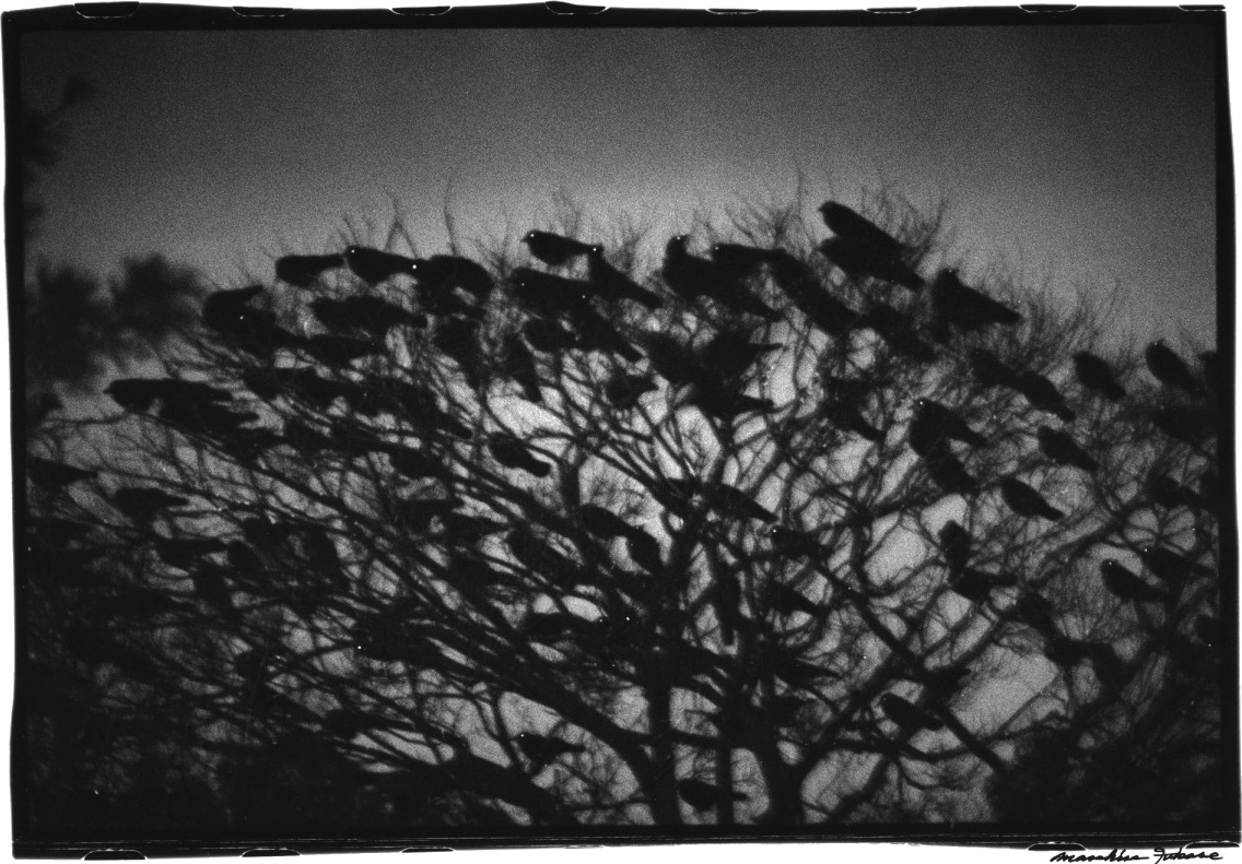 Masahisa Fukase-The Solitude Of Ravens-A Year In The Country-2b