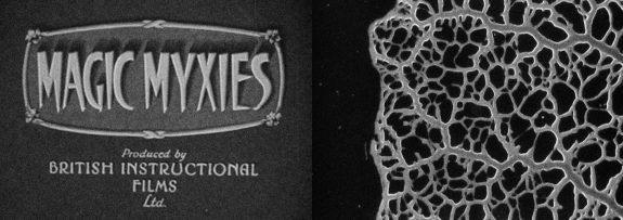 Magic Myxies-1931-Percy Smith-nature documentary pioneer
