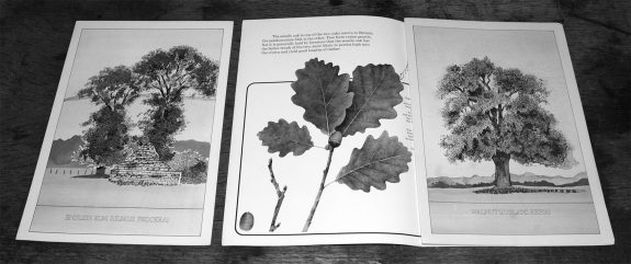 Plant a tree in 73-campaign-leaflet-bowaters guide to Britains most common trees-2