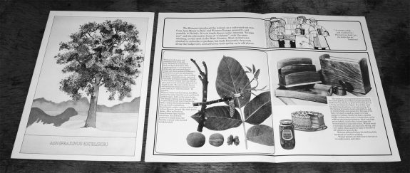 Plant a tree in 73-campaign-leaflet-bowaters guide to Britains most common trees-3