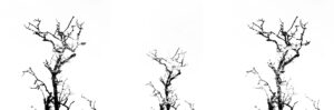 A Year In The Country artwork by Stephen Prince. Description: landscape experimental photography, collage artwork, photographic art, abstract photography, black and white photography, monochrome photography, hauntology, folk horror, tree photography, tree artwork, forests, wyrd artwork, spectral artwork, woods surreal photography, landscape art, nature photography, rural photography.